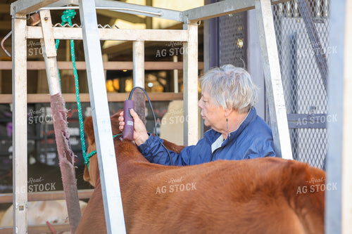 Clipping Cattle on Show Day 52348