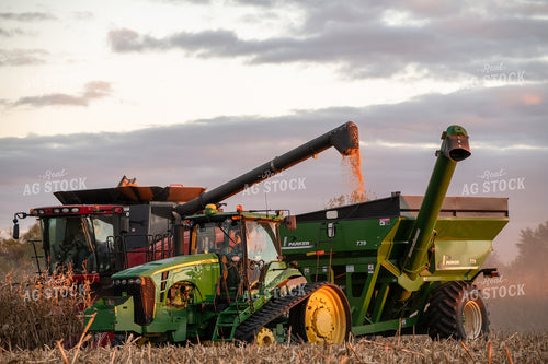 Corn Harvest 76566