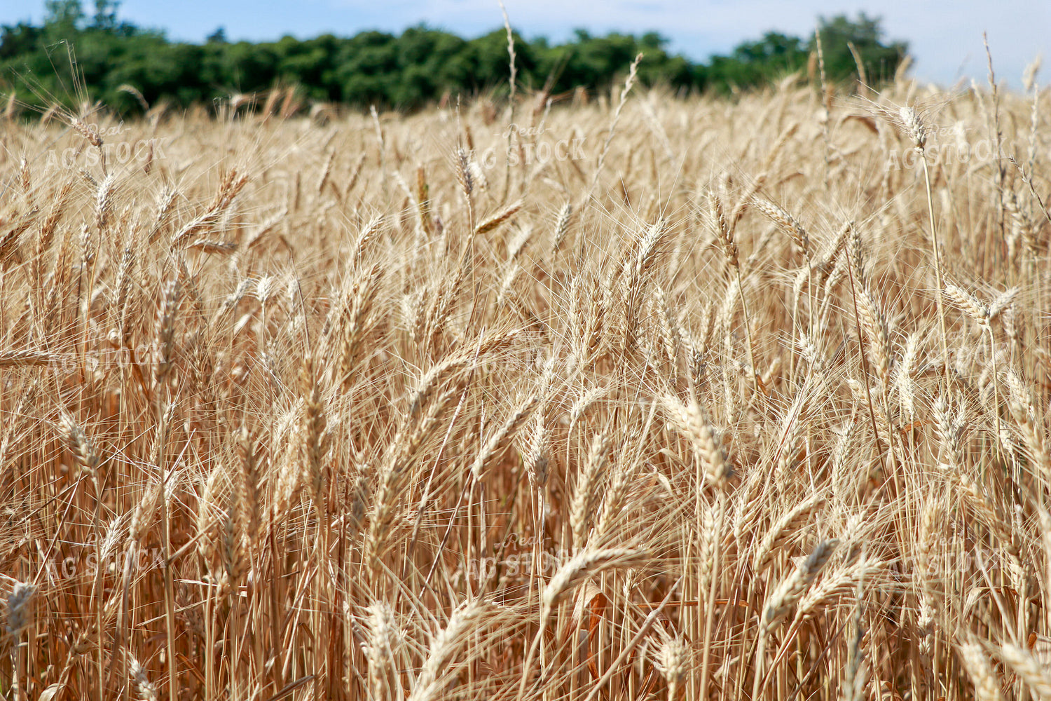 Dried Wheat Field 60014