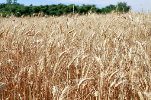 Dried Wheat Field 60014