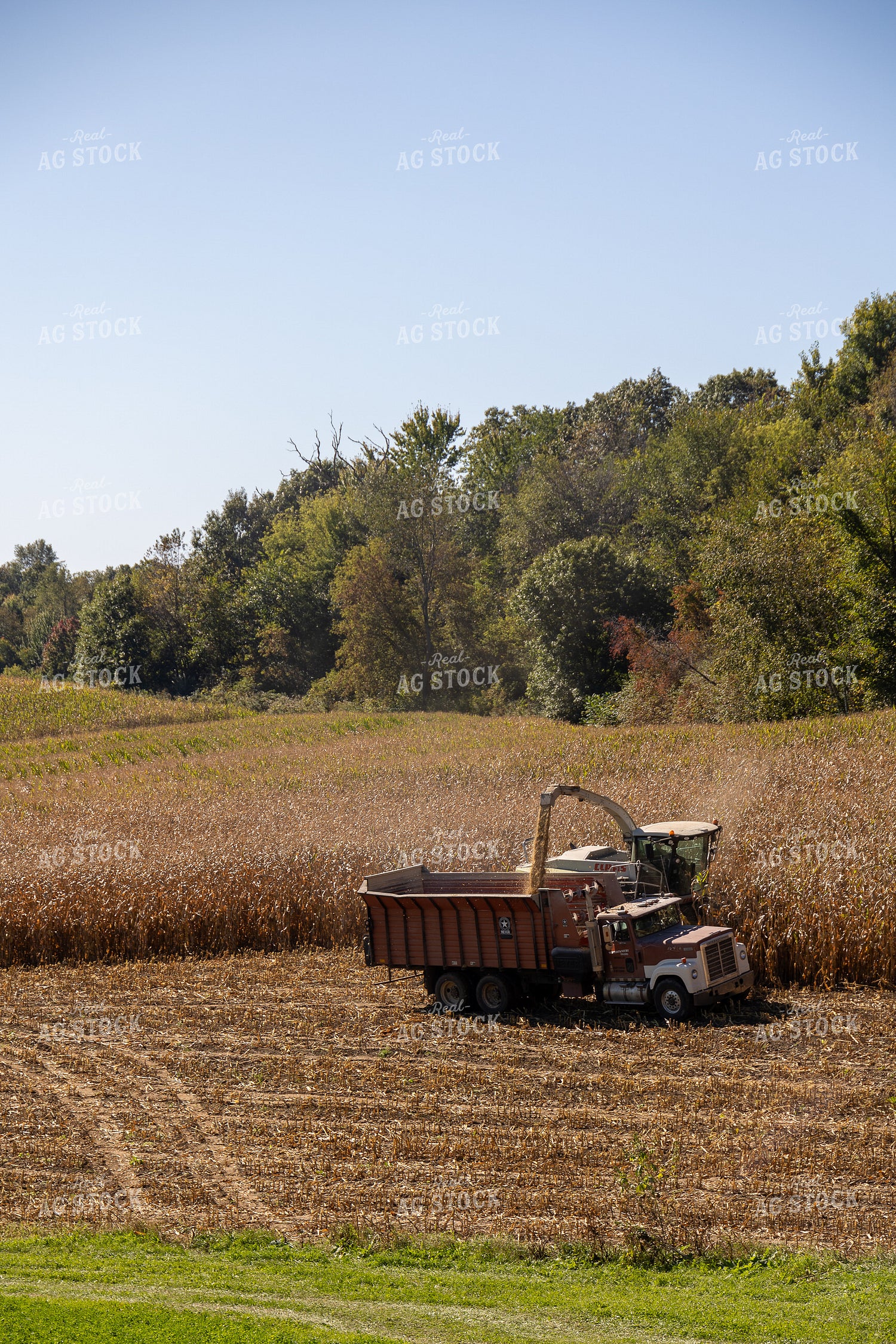 Chopping Corn Silage 194013