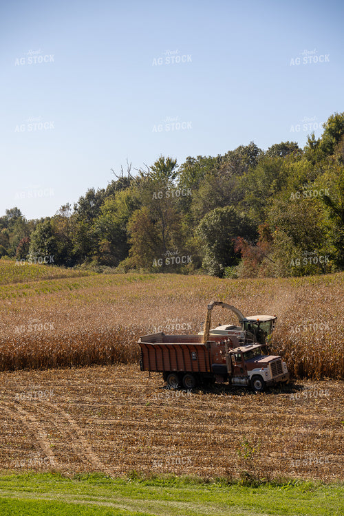 Chopping Corn Silage 194013