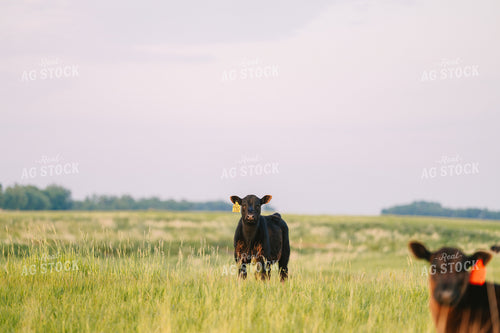 Black Angus Cattle on Pasture 68256