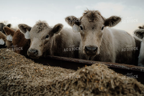 Charolais Cattle Earing at Feed Bunk 170000