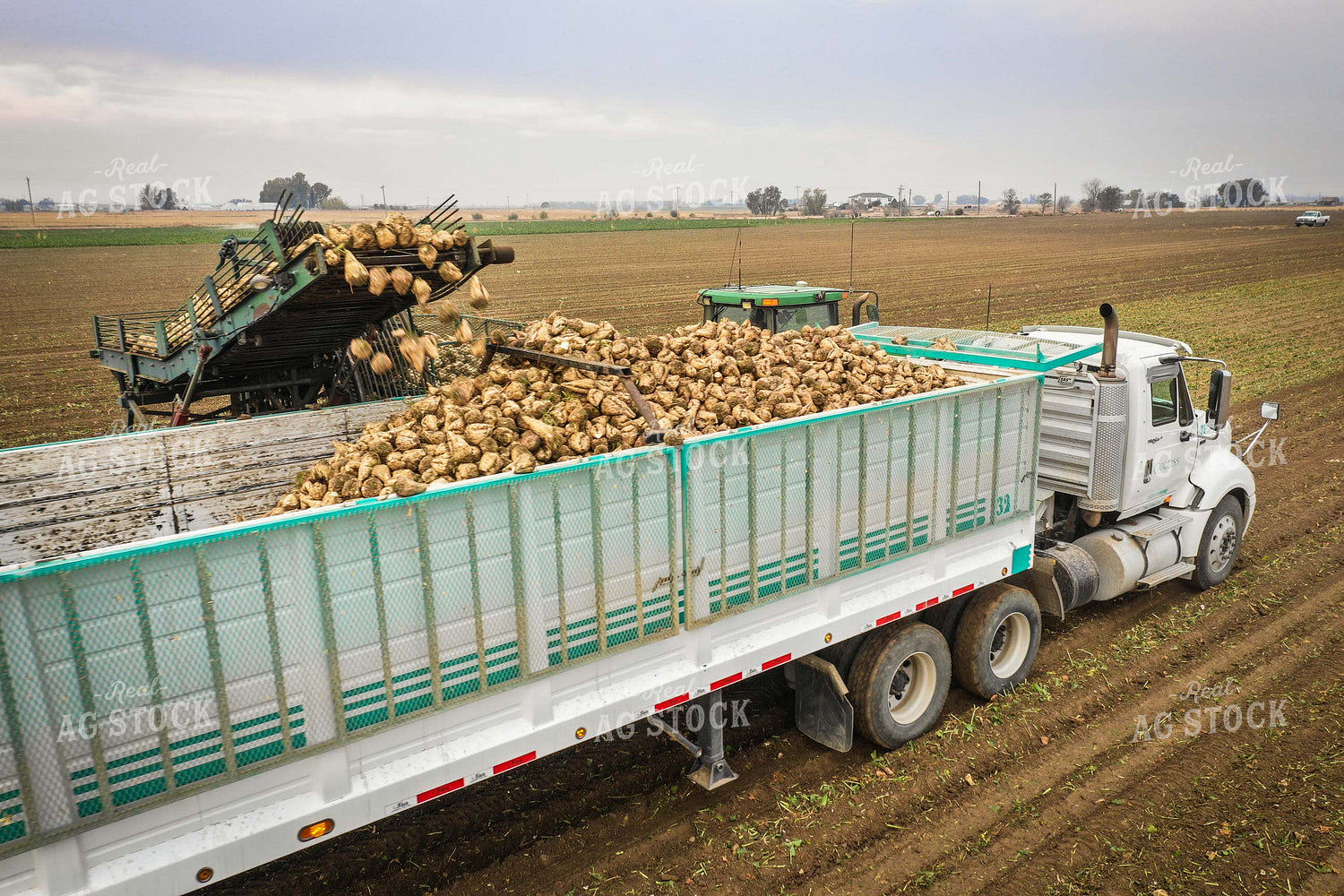 Sugar Beet Harvest 56492