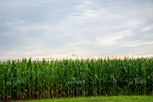 Storm Over a Corn Field 25283