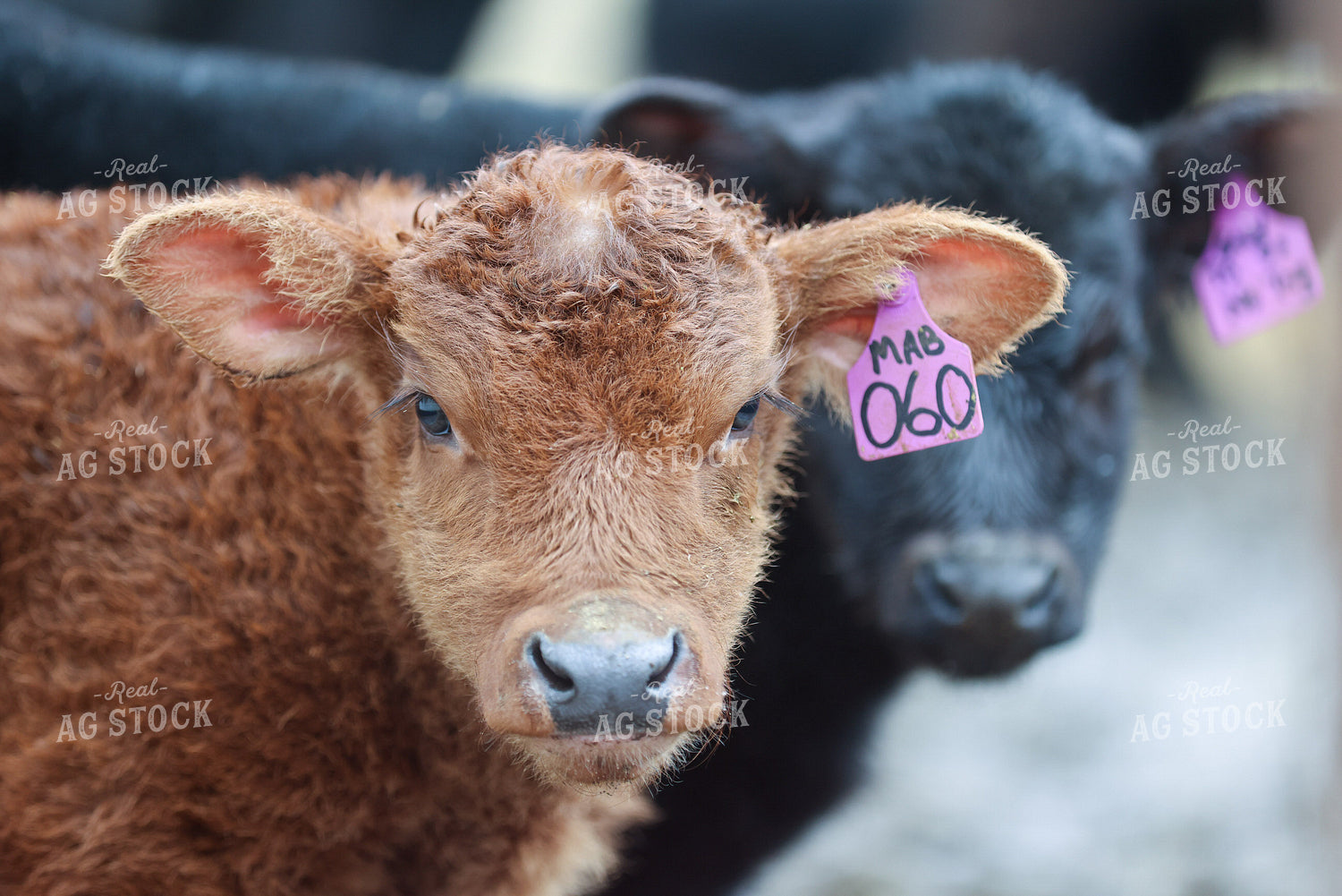 Calves Close Up 160471