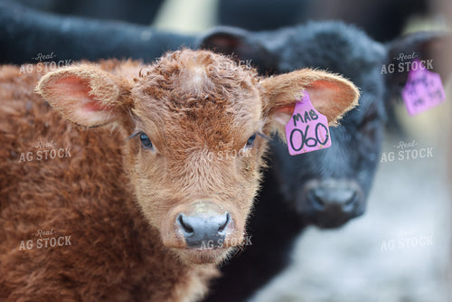 Calves Close Up 160471