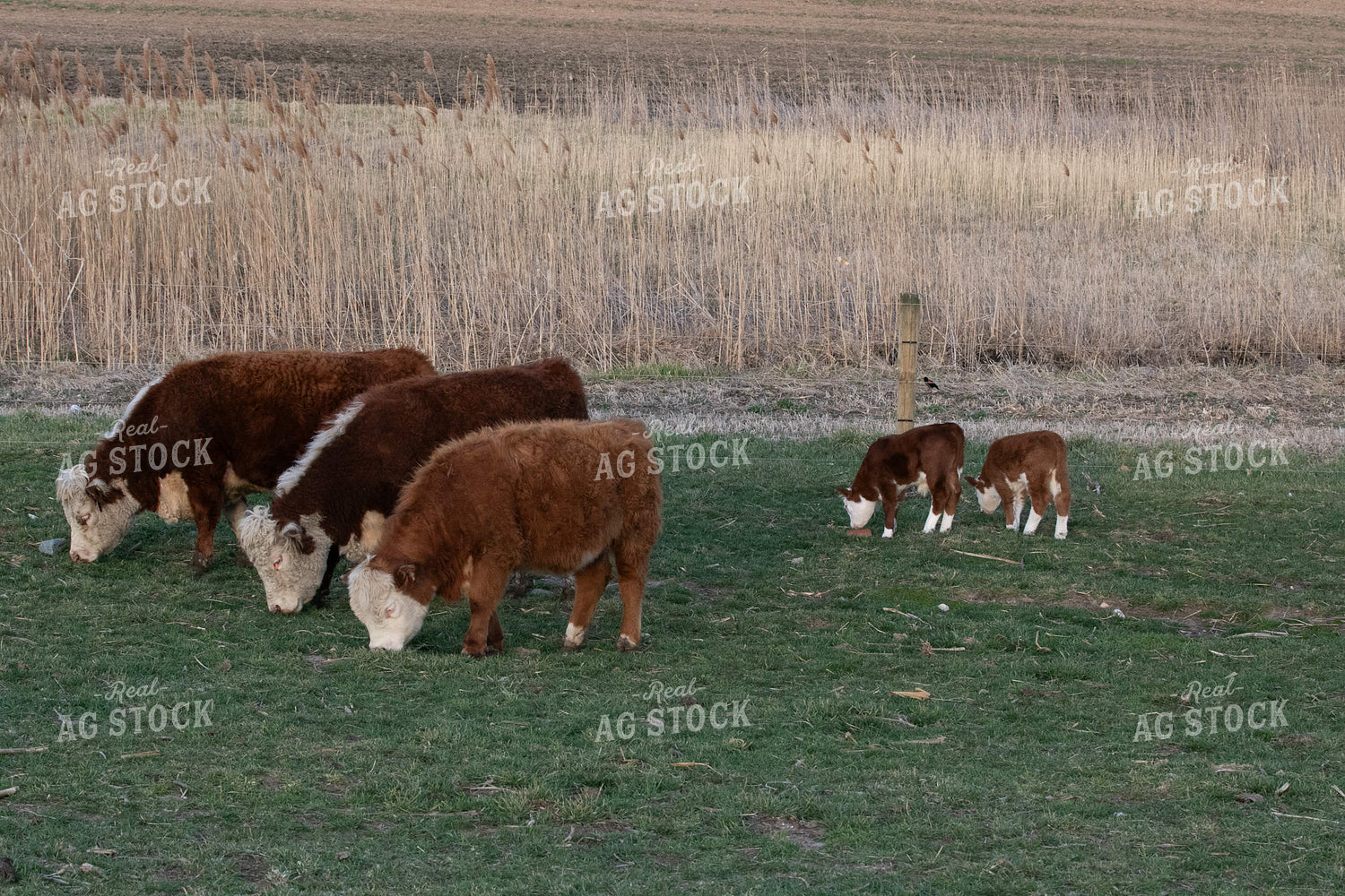 Mini Hereford Cow Calf Pairs 300005