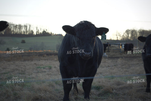 Black Angus Cattle 251112