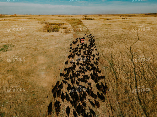 Aerial Angus Cattle on Pasture 187088