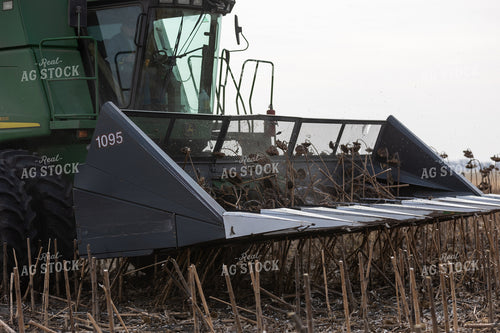 Combine Harvesting Sunflowers 72124