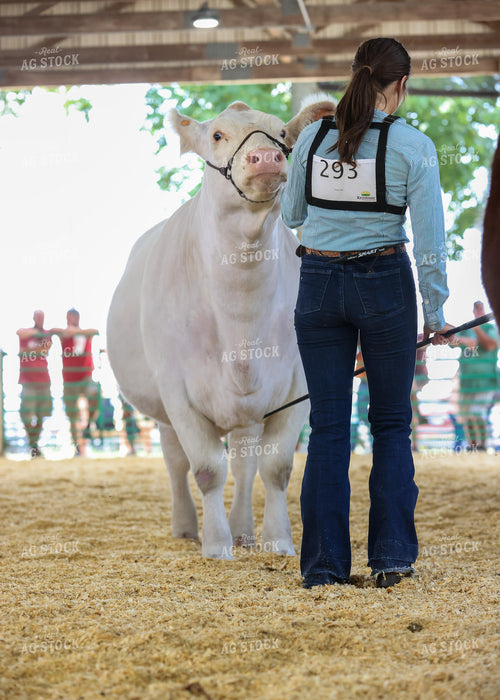 Showing Cattle 160235