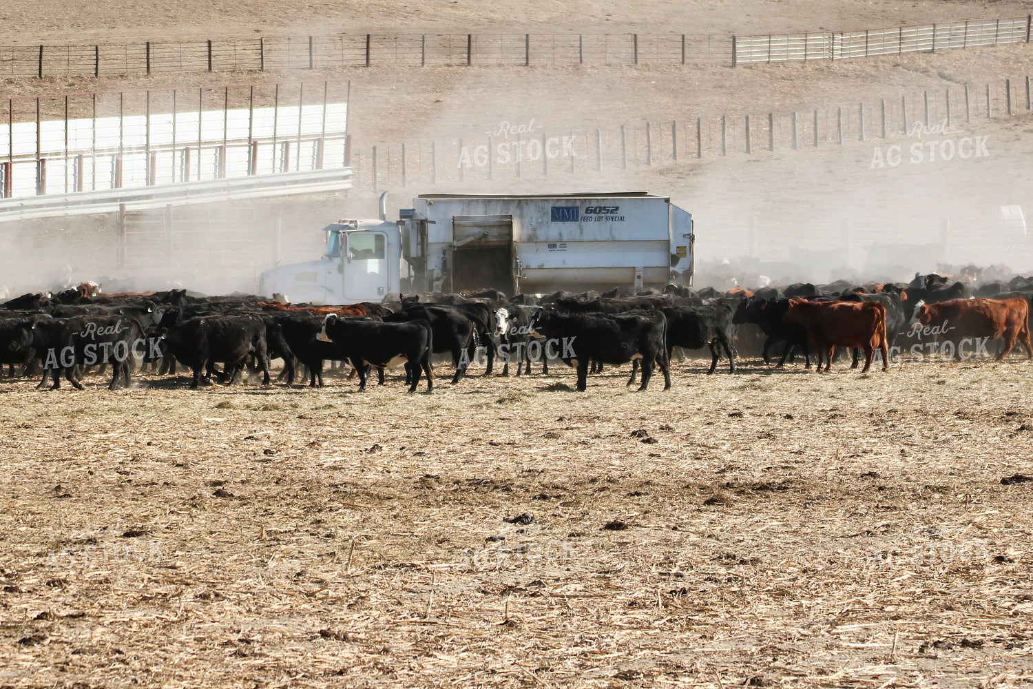 Feeding Cattle 82366