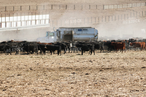 Feeding Cattle 82366