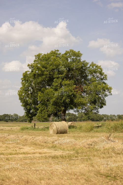 Hay Bale 143017