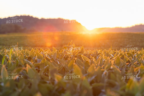Soybeans in the Sunset 52769