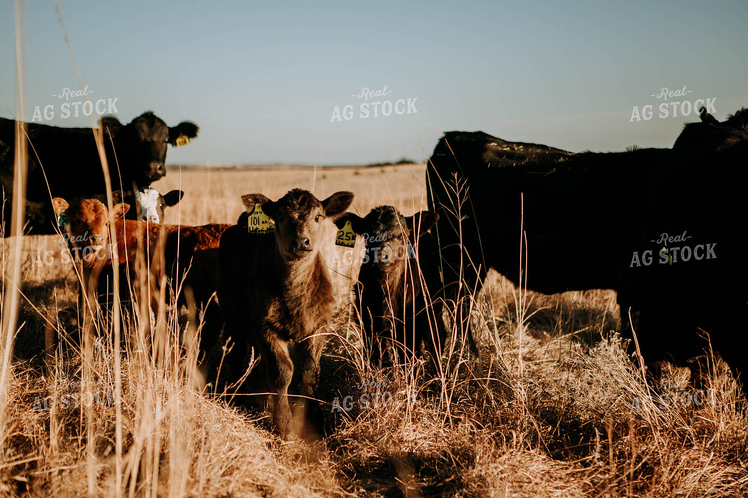 Cow-Calf in Pasture 77213