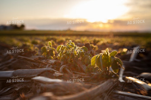 Soybeans - Mid-Season 1512