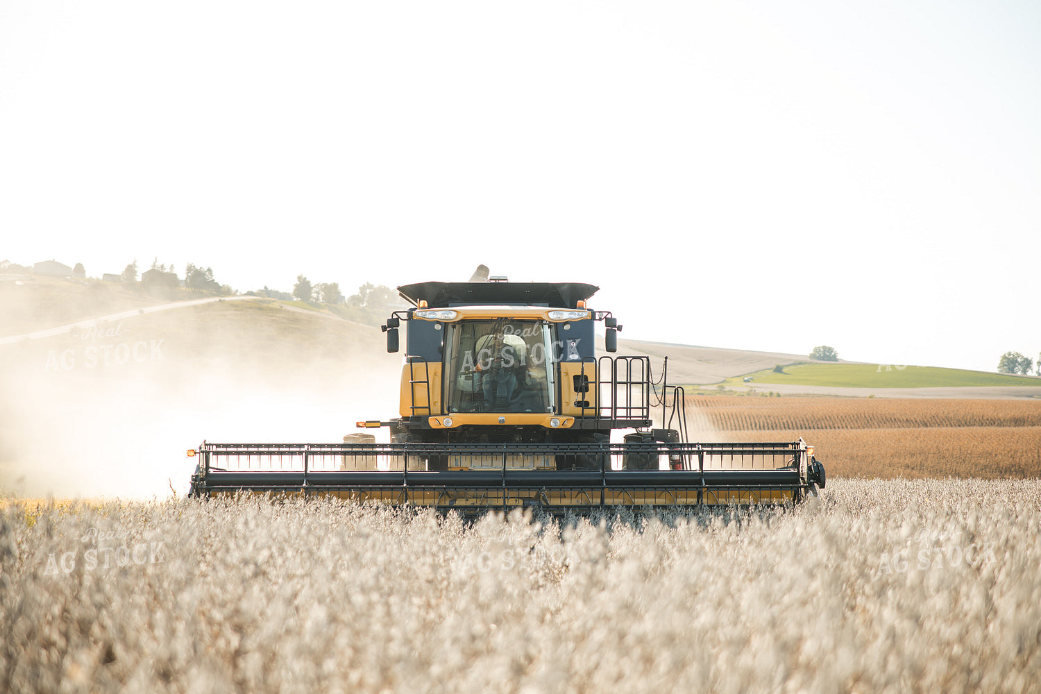 Soybean Harvest 215099