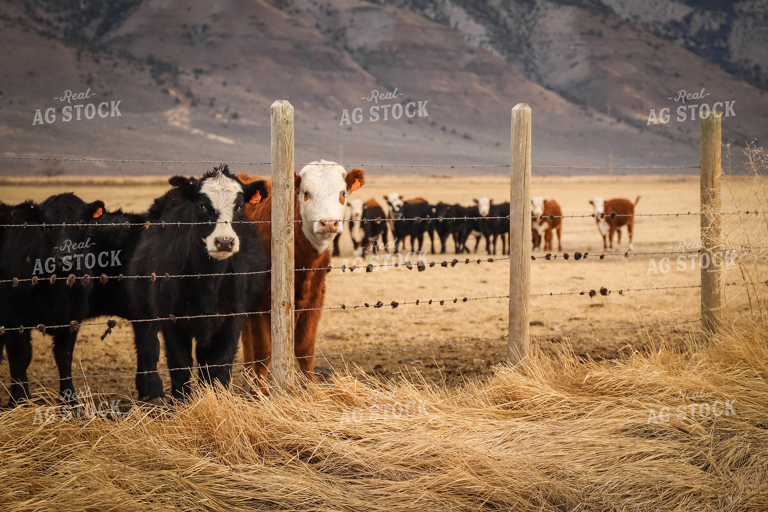 Weaned Calves 78233