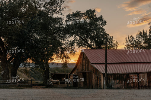 Horses by Barn 58346