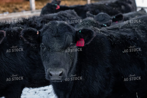 Angus Cattle in Snow 67188