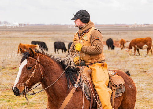 Rancher Herding Cattle on Horseback 231079