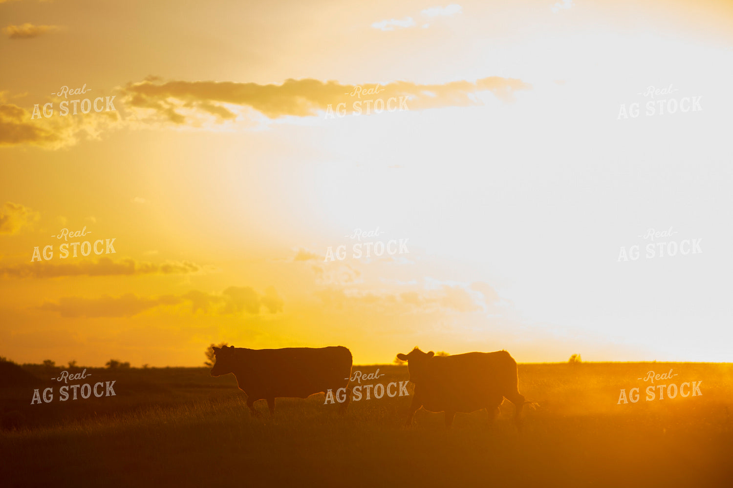 Cattle 1694
