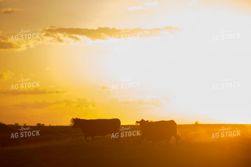 Cattle 1694