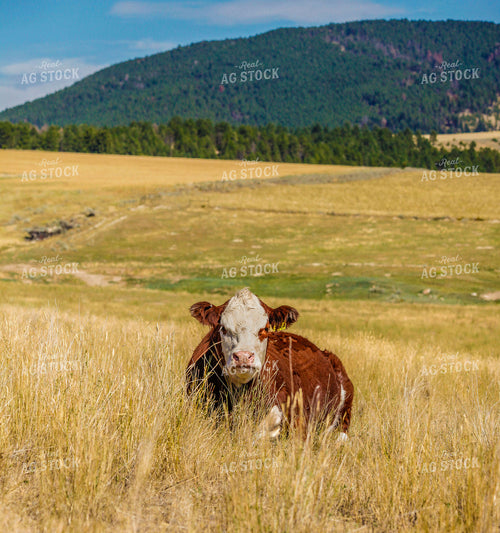 Hereford Cow in Pasture 81000