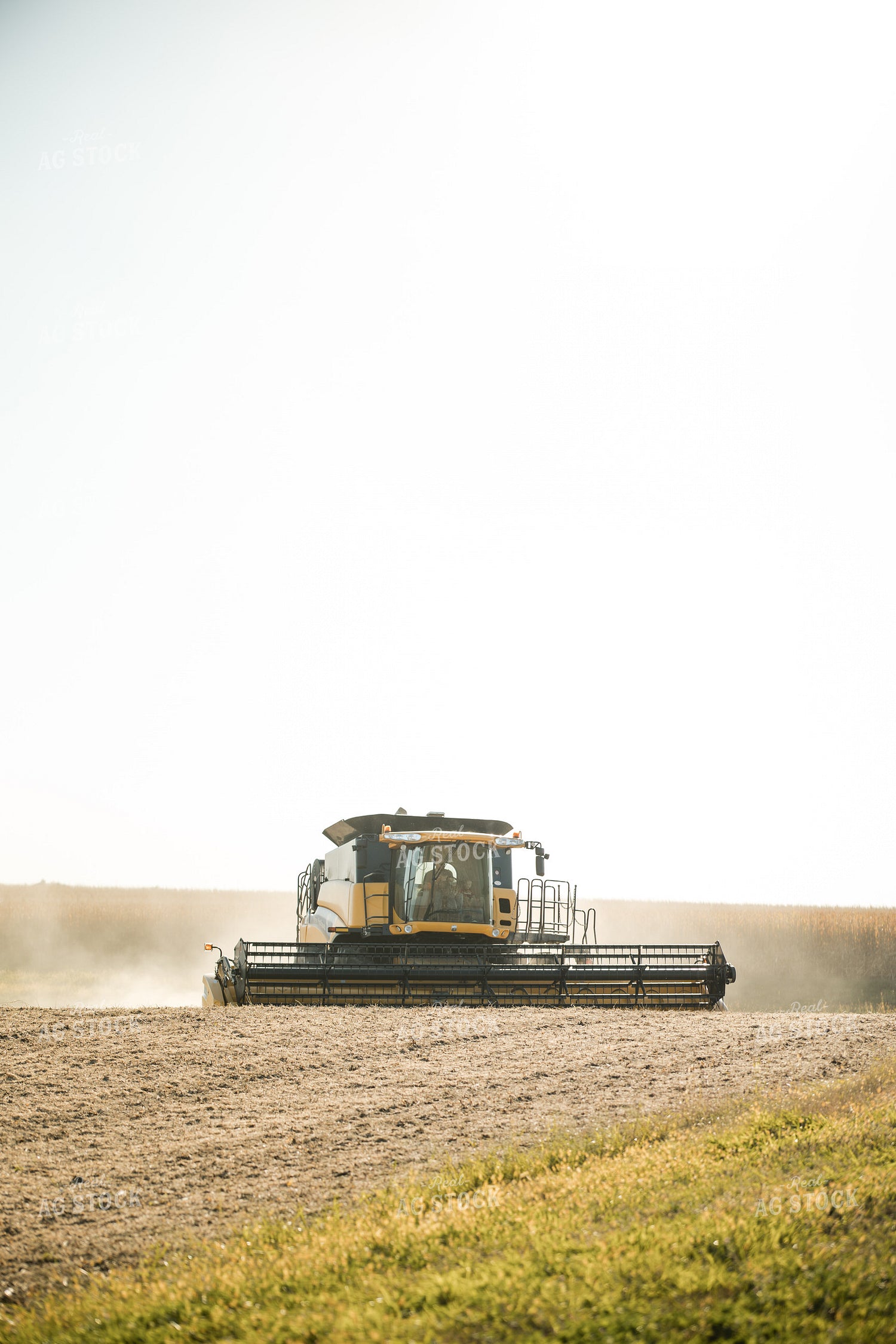 Soybean Harvest 215075