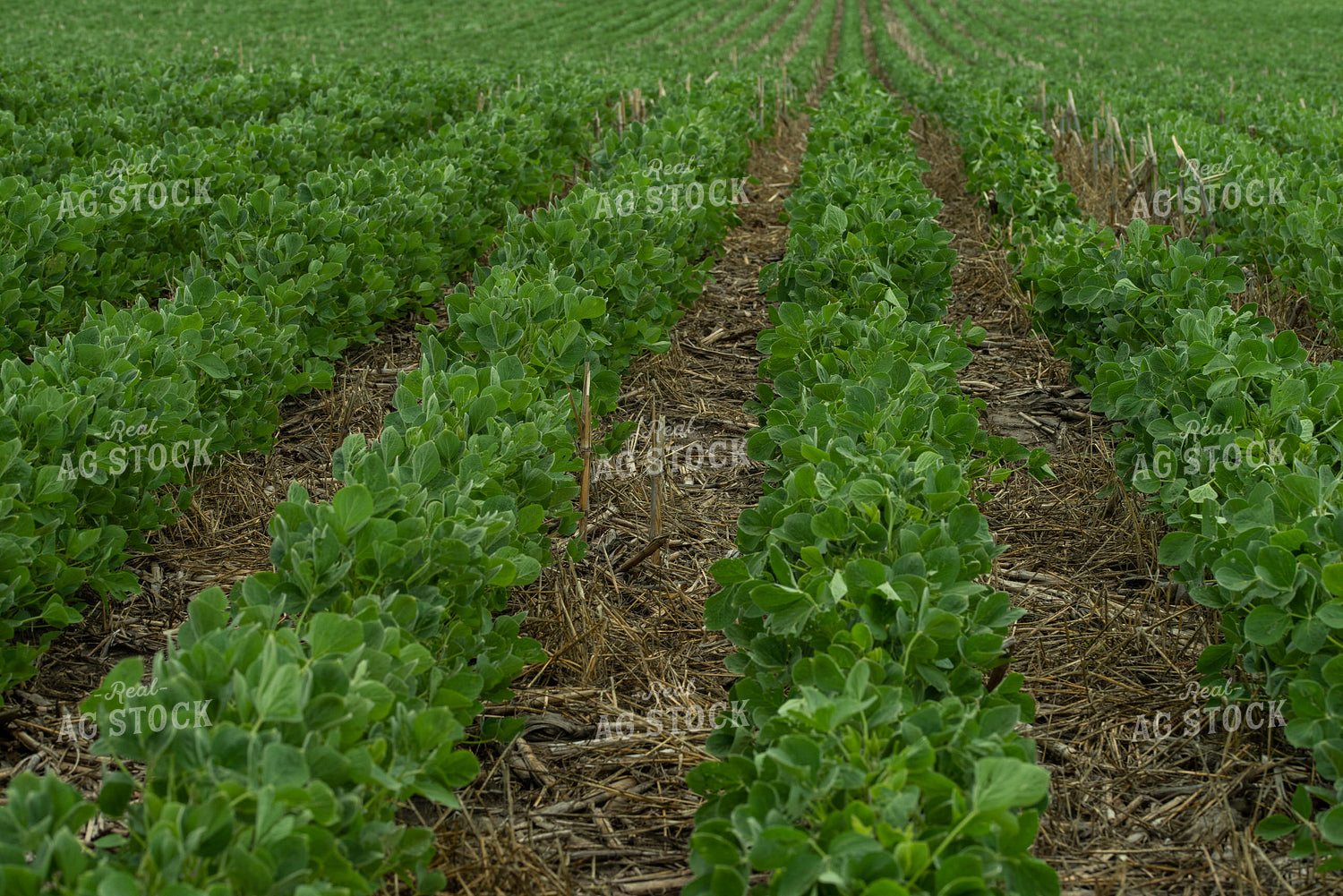 Rows of Soybeans 76200