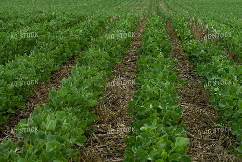 Rows of Soybeans 76200