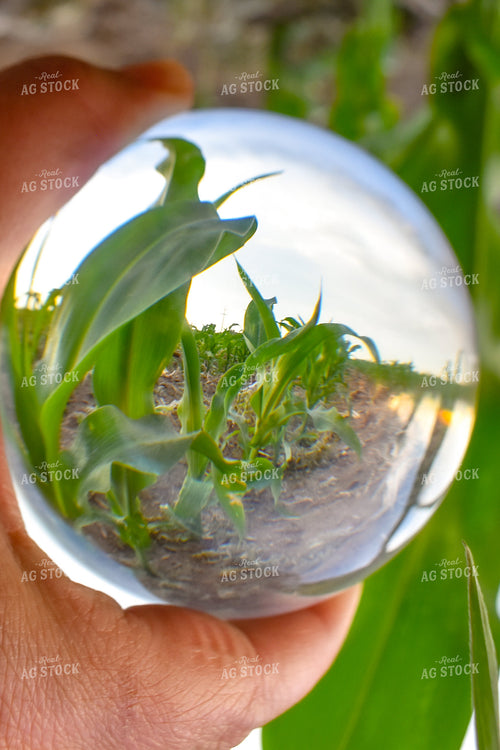 Corn Irrigation 56188