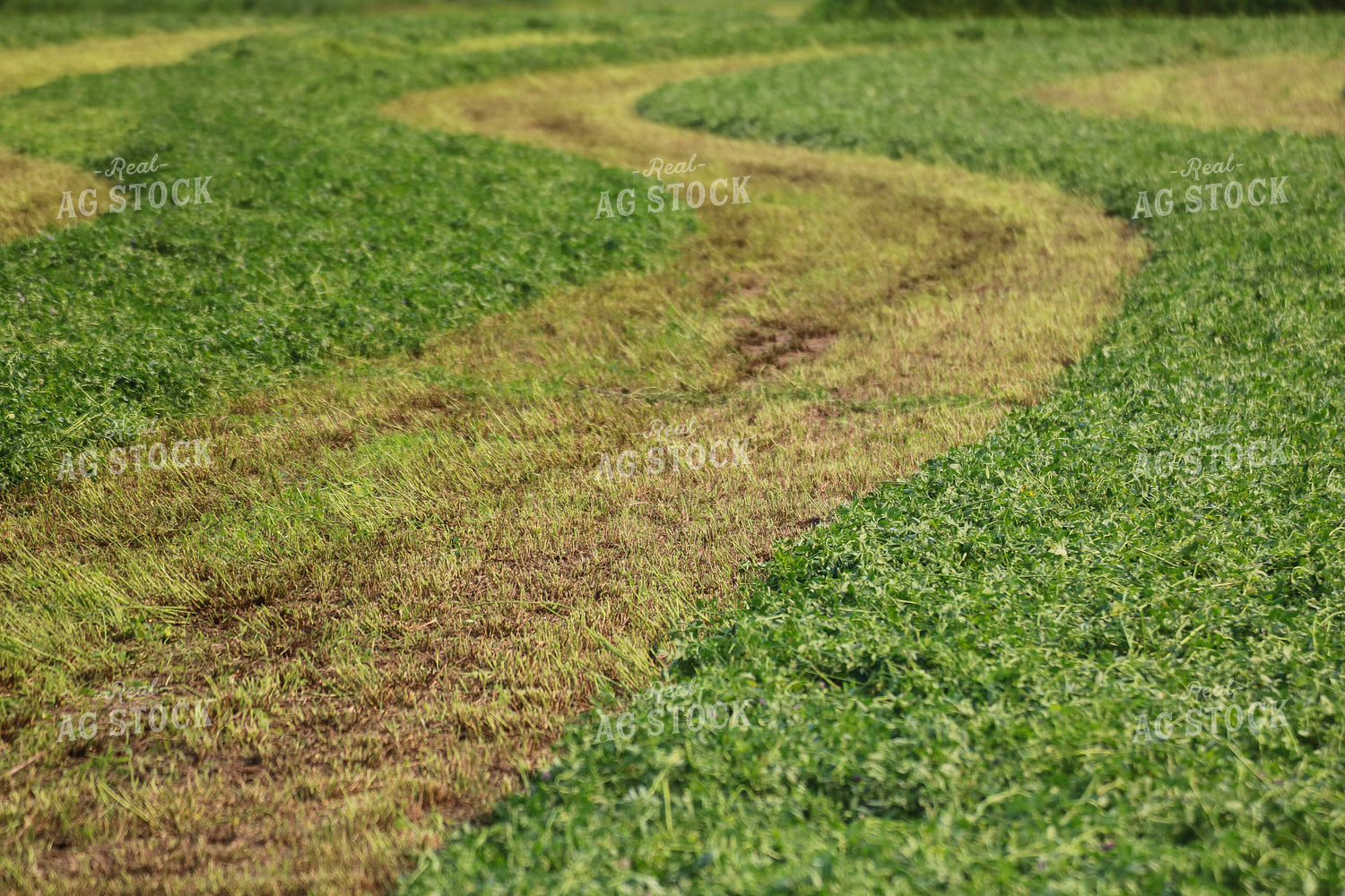 Cut Alfalfa Hay 82282