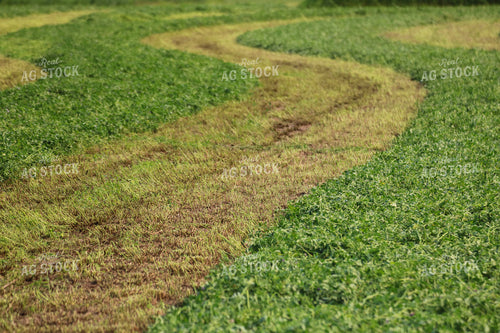 Cut Alfalfa Hay 82282