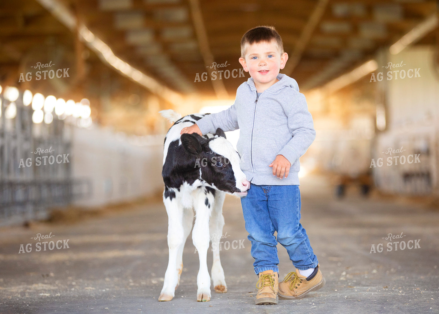 Farm Kid with Holstein Calf 55244