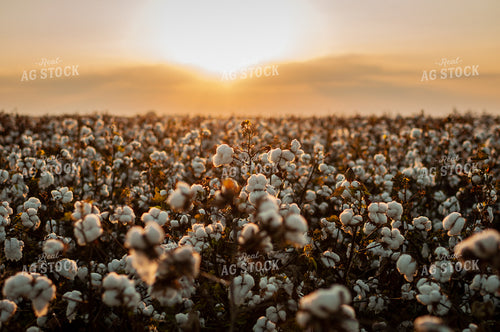 Field of Cotton 59062