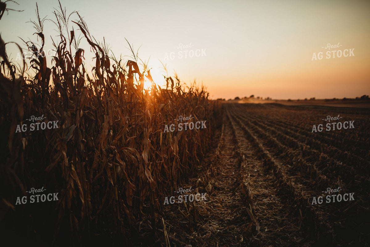 Dried Corn Field at Sunset with Harvested Rows 400047