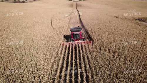 Corn Harvest 114082