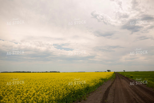 Canola 1897