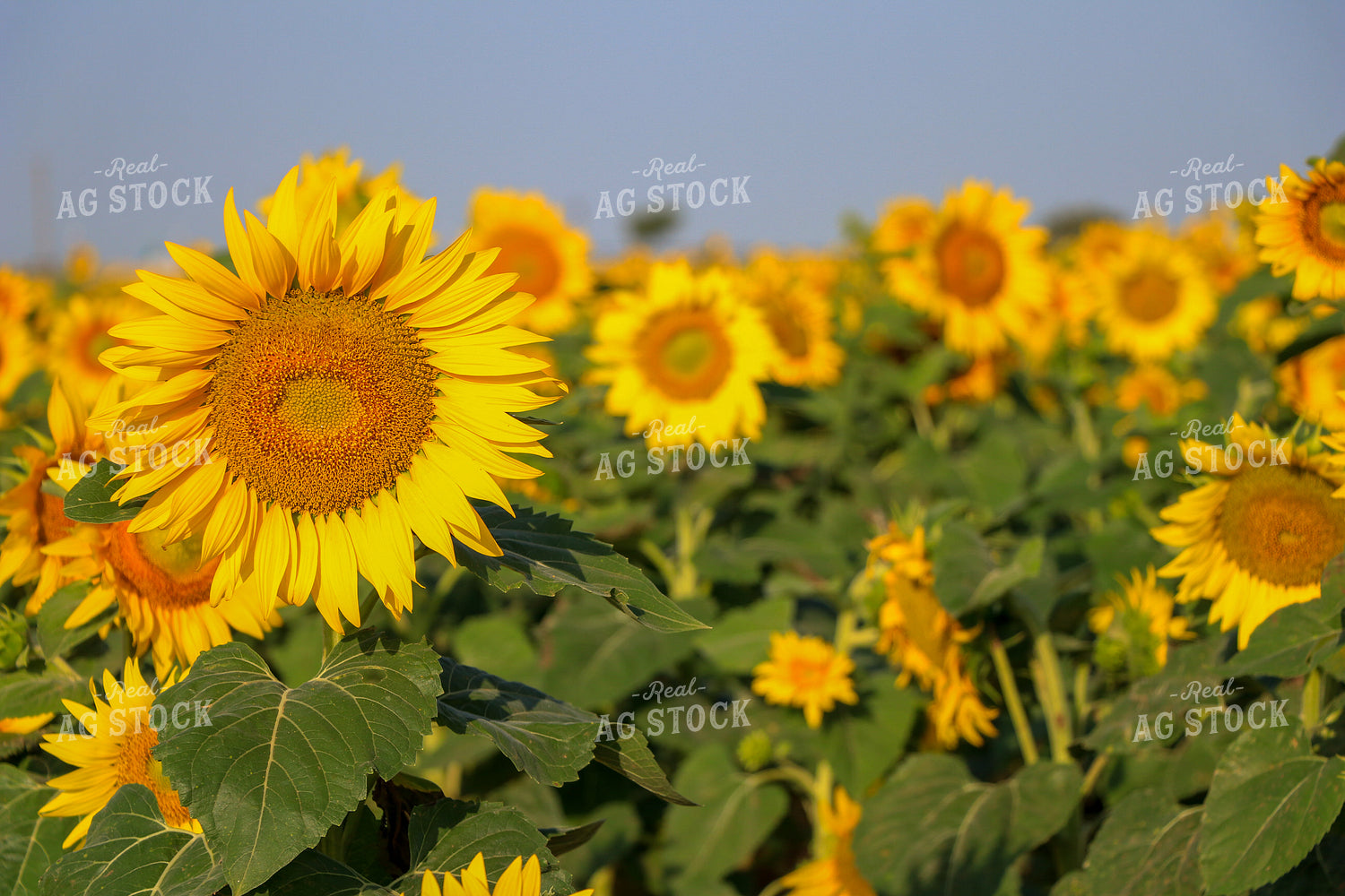 Sunflower 60034