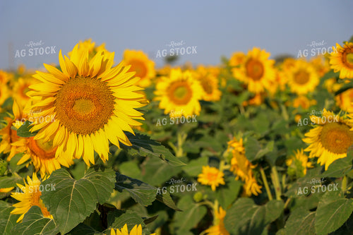 Sunflower 60034