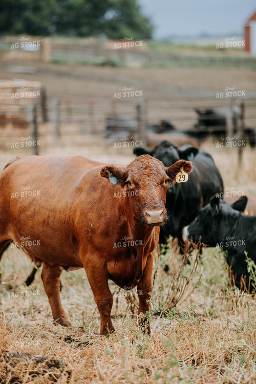 Cattle in Pasture 77114