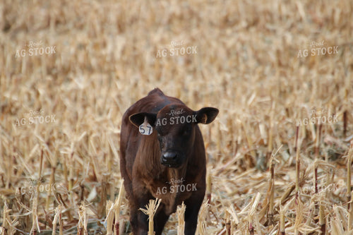 Calf in Field 82097