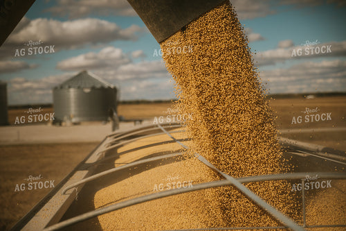 Unloading Soybeans into Semi 6894