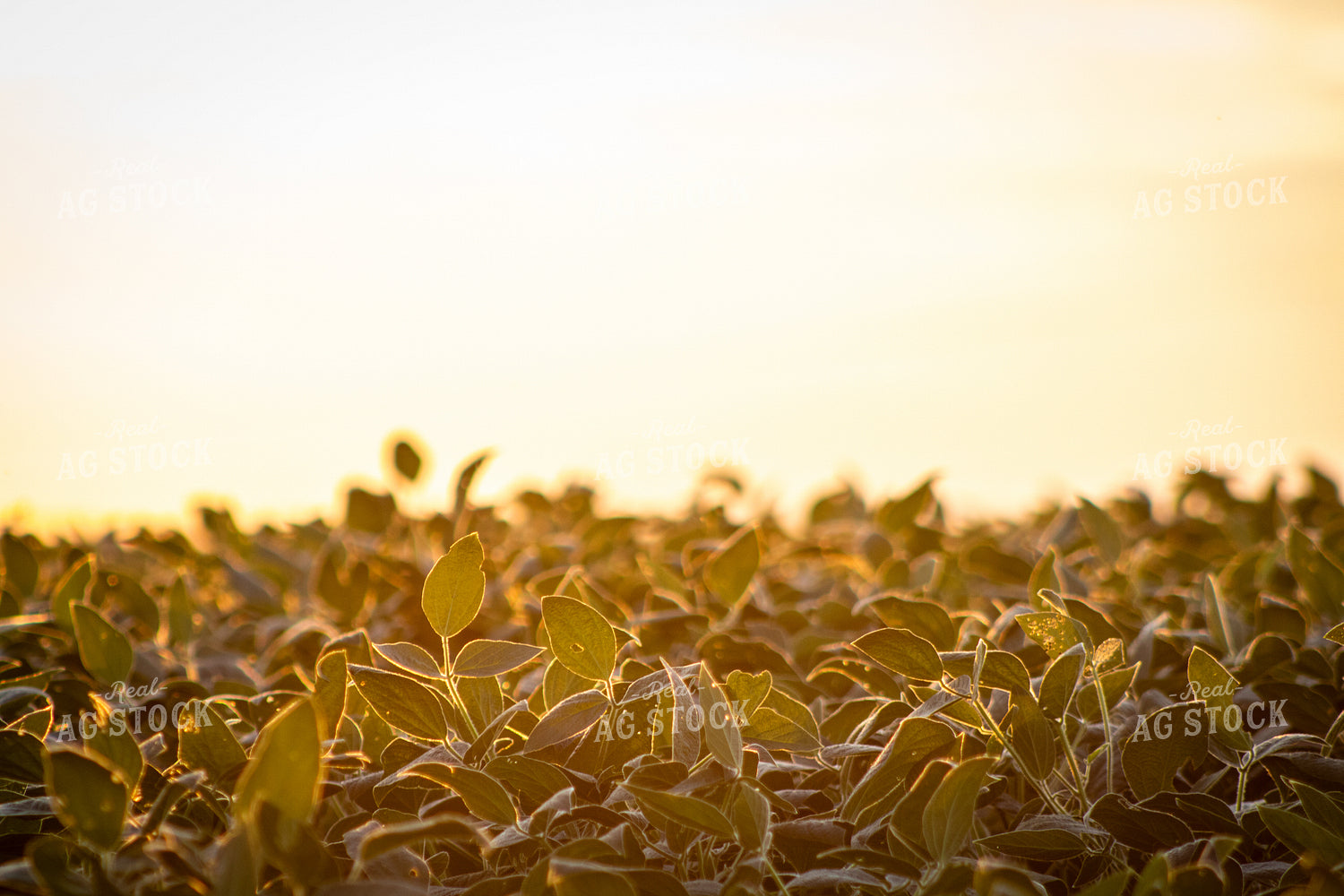 Midseason Soybeans 214085