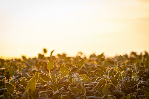 Midseason Soybeans 214085