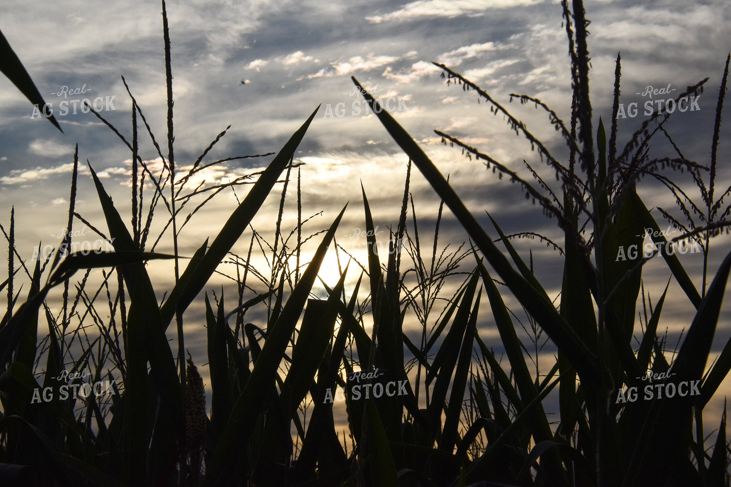 Corn Tassel 84181